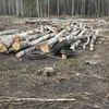 В Гороховце арендатор леса складировал порубочные остатки вплотную к деревьям