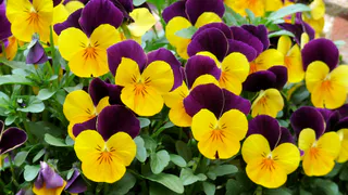 Простое решение для блестящих листьев: как копеечное средство поможет растениям выглядеть здоровыми