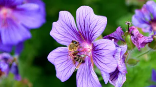 Всего одну крошку в горшок — и бутоны герани лезут даже на молодых черенках, а листва не пожелтеет