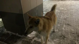 В Коми ребенок боится выходить из квартиры из-за соседской собаки