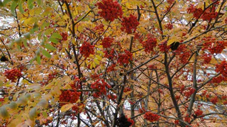 Погода на выходные: в воскресенье ждите первого снега