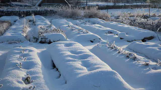 Мощнее золы и перегноя: 1 щепотку на мерзлые грядки — даже самая твердая земля становится рыхлой, как пух