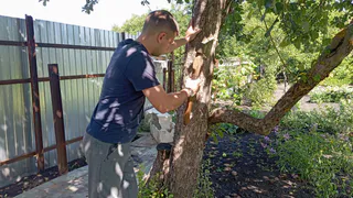 Еще Мичурин запрещал сажать эти 6 деревьев на участке - вот почему