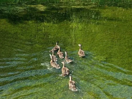 В водоемы Владимирской области запустили молодняк кряквы
