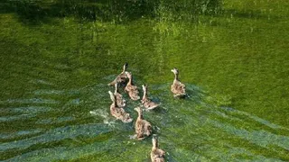 В водоемы Владимирской области запустили молодняк кряквы
