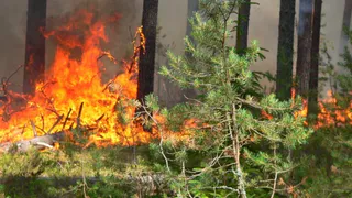 В лесах Рязанской области ликвидировали 10 пожаров в 2024 году