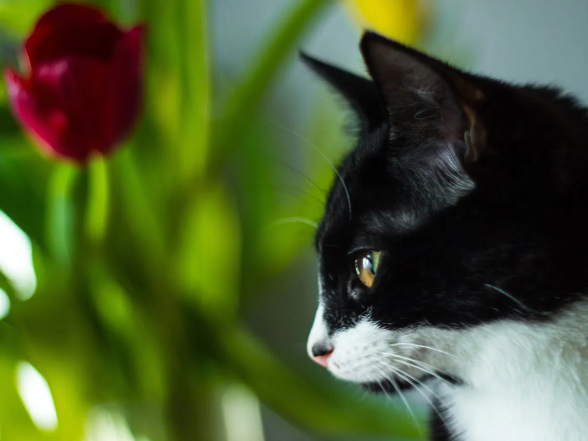 Настоящие домашние вампиры: шесть вещей в доме, которые крадут ваше здоровье день за днем