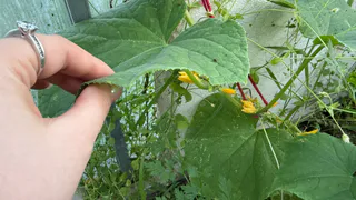 Если огурцы горчат — срочно: размешиваем 1 гр в ведре воды — хрустим аппетитными корнишонами до поздней осени