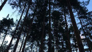 Под Рязанью выращивают сосны с использованием нанотехнологий