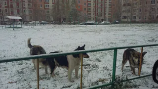 На улице Зубковой стая бездомных собак не дает покоя жителям