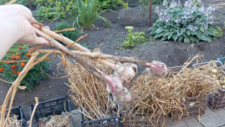 Сделала капсулу времени для чеснока: Не сохнет, не вянет и не гниёт - до мая лежит свежий