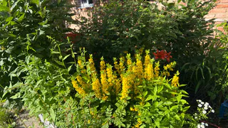 Секрет ленивого садовода: эти 15 цветов не боятся засухи и цветут без ухода с июня до сентября