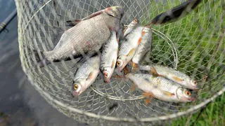 Браконьеры: полиция Нижнекамска задержала трёх рыбаков, промышлявших незаконный лов рыбы во время нереста