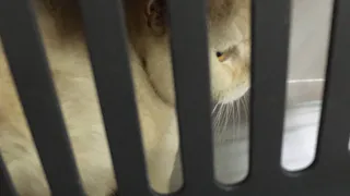 Владельцу выставок «Котодеревня» и «Попугайня» в Челябинской области приостановили лицензию