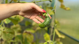 Сорт огурцов, который даёт урожай как сумасшедший — без плодов не останутся даже новички