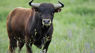 Бык забил до смерти хозяина