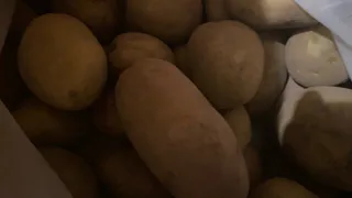 Ученые Коми тестируют белорусские сорта картофеля для северных условий