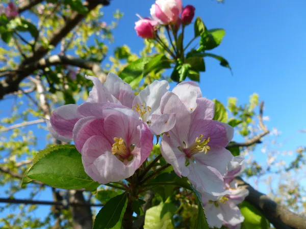 Нижнекамцы могут зарегистрировать брак, выбрав «красивую» дату