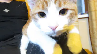 Россиянина депортировали из Швеции, но он решил вернуться за покинутым котом