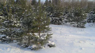 В Пензе с 15 января будет проходить акция по утилизации новогодних деревьев