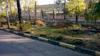 Вырубка деревьев возле школы №55 продолжается – под сруб пошли молодые березы