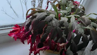 Довел молодого декабриста до бутонизации за 16 суток: делюсь жестким, но рабочим способом - цветет как миленький