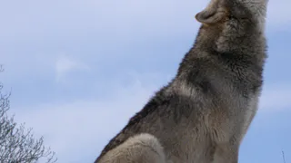 В Коми в одном из сел волк пришел во дворы многоквартирных домов