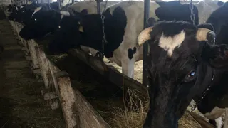 В результате гибели коров, у бизнесмена в Коми отберут деньги