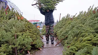 Пензенцы смогут приобрести новогодние ели со скидкой