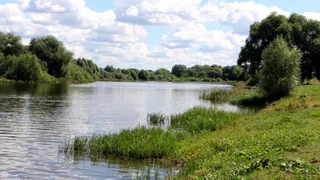 Будут расчищать: на реке Солотча на год закроют пляжи