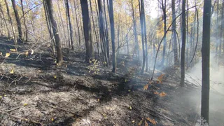 В Чувашии несколько часов тушили вспыхнувший лес