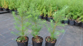 Нижнекамцы участвуют в акции «Городская ЭКОбомба-2017»