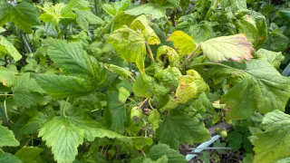 Состригаю куст смородины «под ноль»: на следующий год получаю шикарные урожаи 