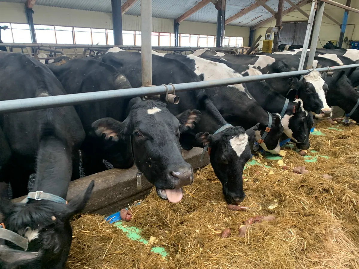 В селе под Магнитогорском появилась штрафстоянка для бесхозного скота