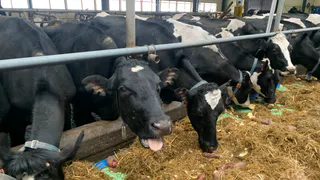 В селе под Магнитогорском появилась штрафстоянка для бесхозного скота