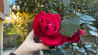 Простой и надежный способ укрытия роз – без дуг и пленки, намного лучше пленки