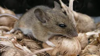 Эти милые и опасные мышки: в Нижнекамске увеличилось количество заболевших геморрагической лихорадкой