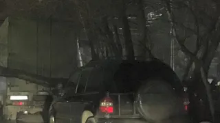 Ветрено: в Кальном на машину упало дерево