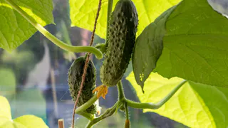 Не сорт, а сказка для дачника: огурцы, которые просто созданы для консервации — плоды останутся красивыми и хрустящими