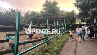 В Пензенский зоопарк привезут корову необычной породы