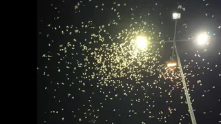 В Рязани у ТЦ «Круиз» сняли на видео скопление ночных бабочек