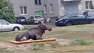 В Пензе лосиха пришла отдохнуть в детской песочнице