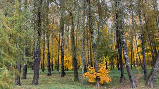 Уезжаю в лес на месяц и живу припеваючи год: нашёл самый "ленивый" бизнес - месяц работы и год продаж
