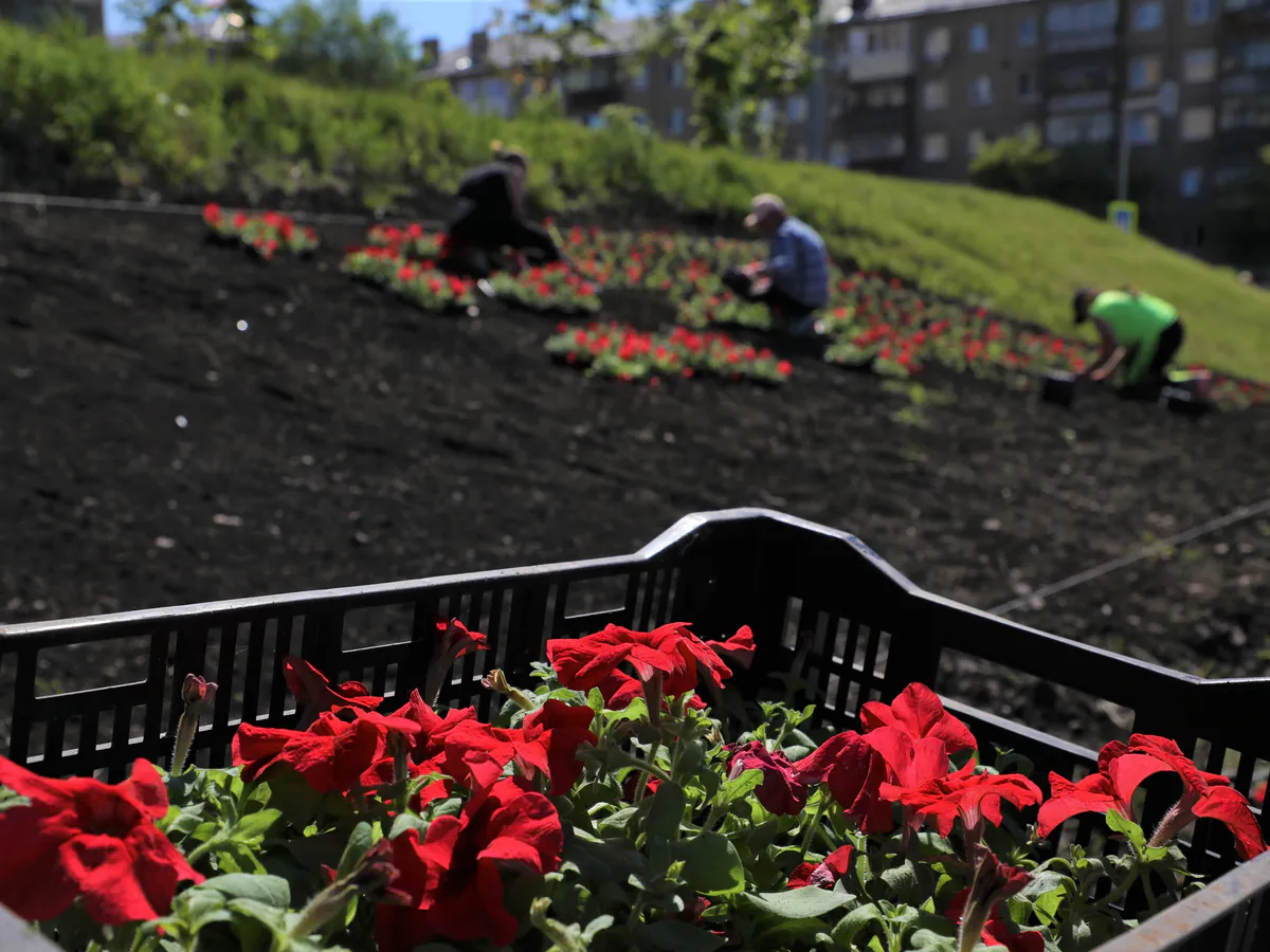 Магнитогорск готовится к лету: на городские клумбы высадят рекордные 645 тысяч цветов
