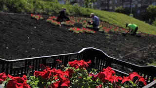 Магнитогорск готовится к лету: на городские клумбы высадят рекордные 645 тысяч цветов