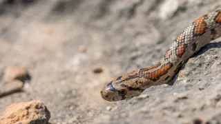 Змея принесёт счастье на хвосте: Глоба назвал 3 знака зодиака, которым символ года принесет фантастический 2025 год