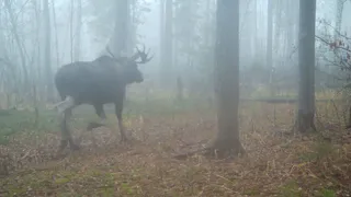 Фотоловушка в Окском заповеднике запечатлела утеплившегося к зиме лося
