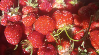 Мучался с плохим урожаем клубники, пока не узнал пару секретов: в мае раскидываю такой порошок - собираю шикарный урожай