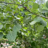 В Коми 22 мая жару до +27 °C будут сопровождать дожди и грозы