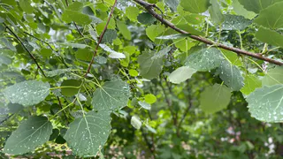 31 июля в Челябинской области опять будет серо и сыро